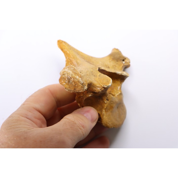 VERTEBRE D' OURS DES CAVERNES - Ursus spelaeus - Pléistocène d'Europe