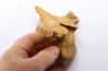 VERTEBRE D' OURS DES CAVERNES - Ursus spelaeus - Pléistocène d'Europe