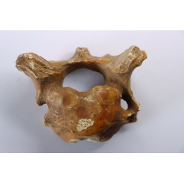 CAVERN BEAR VERTEBRA - Ursus spelaeus - Pléistocène  from  Europe.