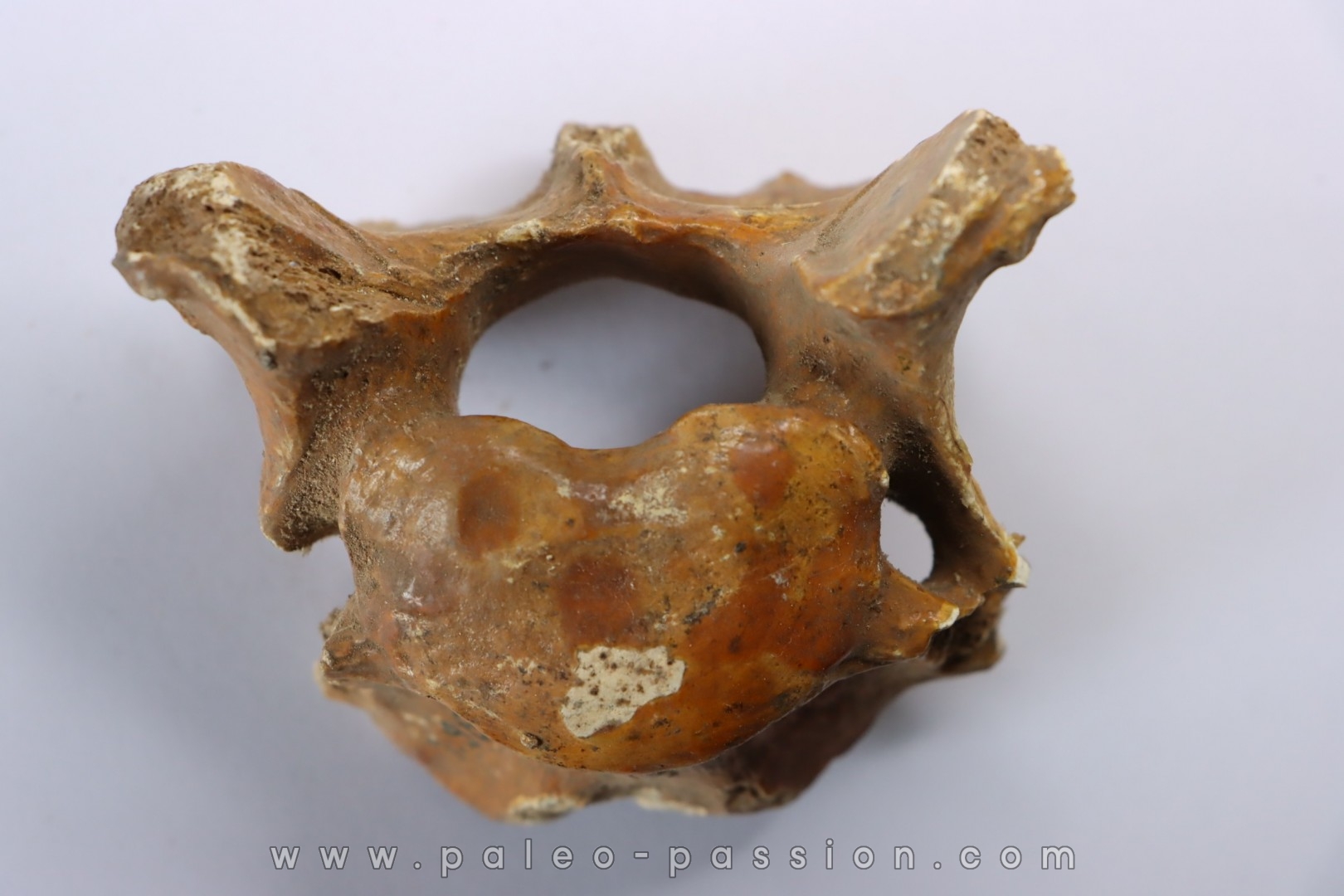 VERTEBRE D' OURS DES CAVERNES - Ursus spelaeus - Pléistocène d'Europe