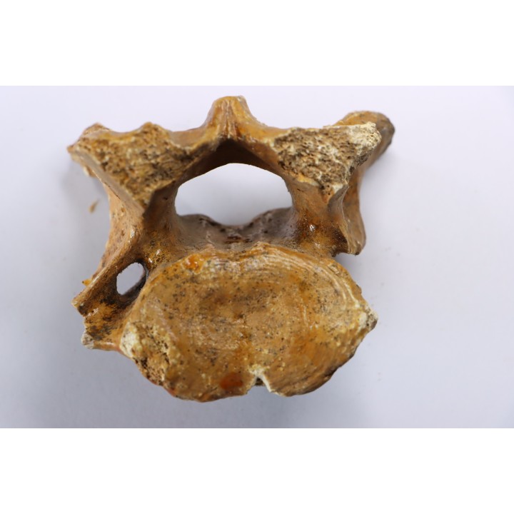 CAVERN BEAR VERTEBRA - Ursus spelaeus - Pléistocène  from  Europe.