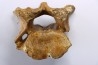 CAVERN BEAR VERTEBRA - Ursus spelaeus - Pléistocène  from  Europe.