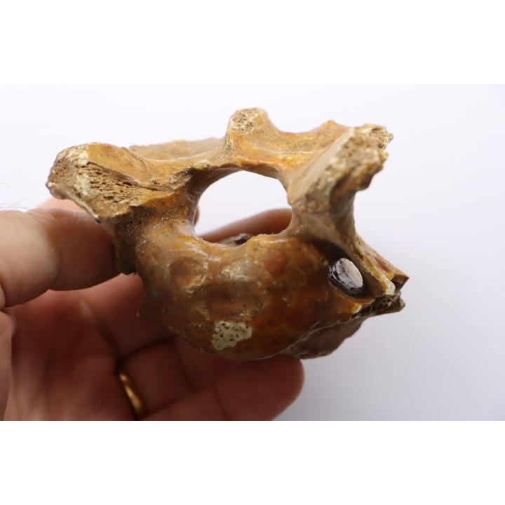 CAVERN BEAR VERTEBRA - Ursus spelaeus - Pléistocène  from  Europe.