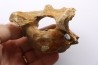 CAVERN BEAR VERTEBRA - Ursus spelaeus - Pléistocène  from  Europe.