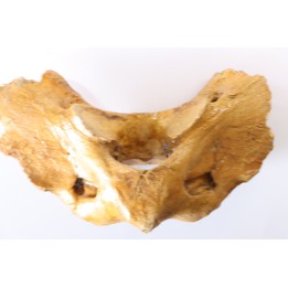 CAVERN BEAR VERTEBRA - Ursus spelaeus - Pléistocène  from  Europe.