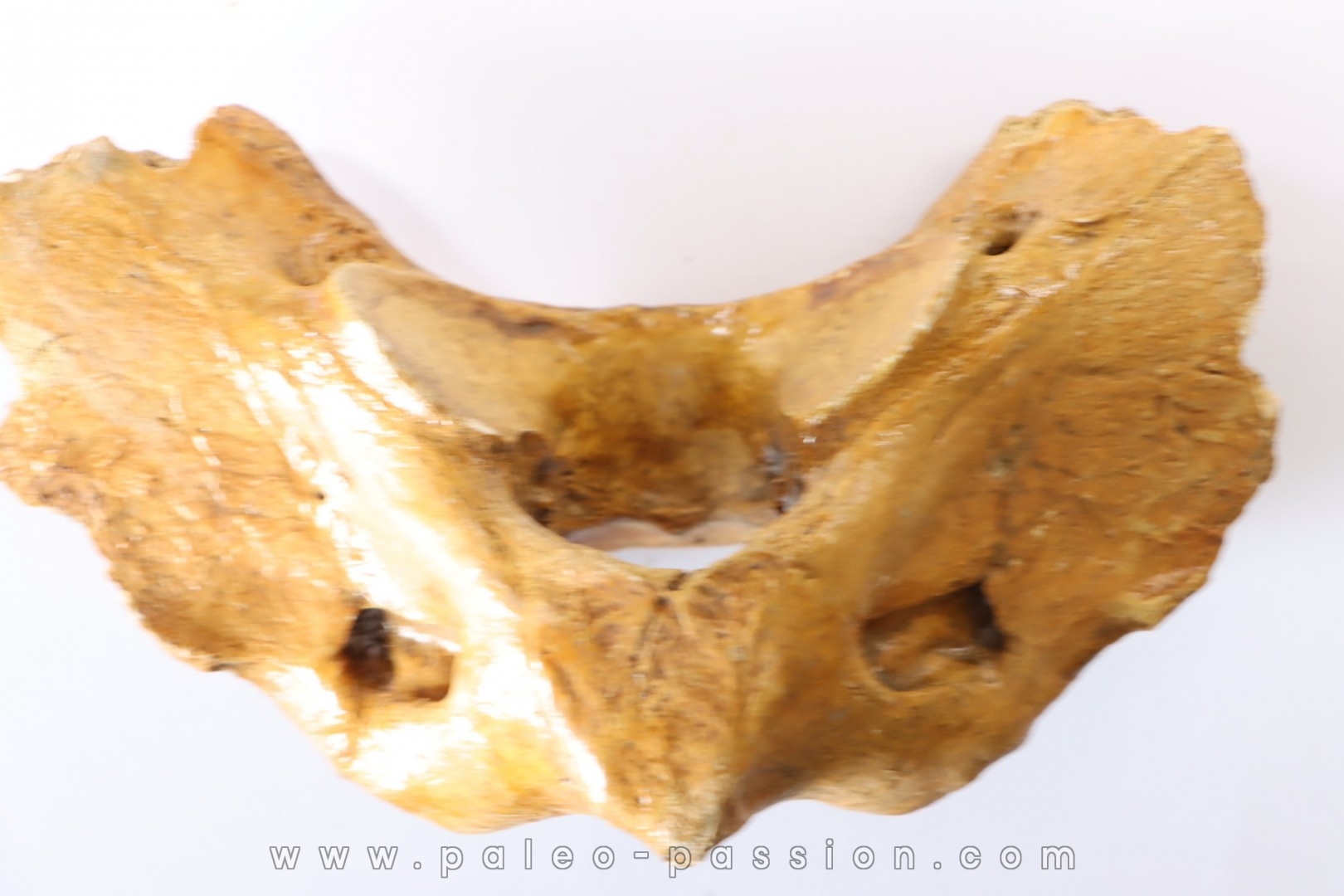 CAVERN BEAR VERTEBRA - Ursus spelaeus - Pléistocène from Europe.