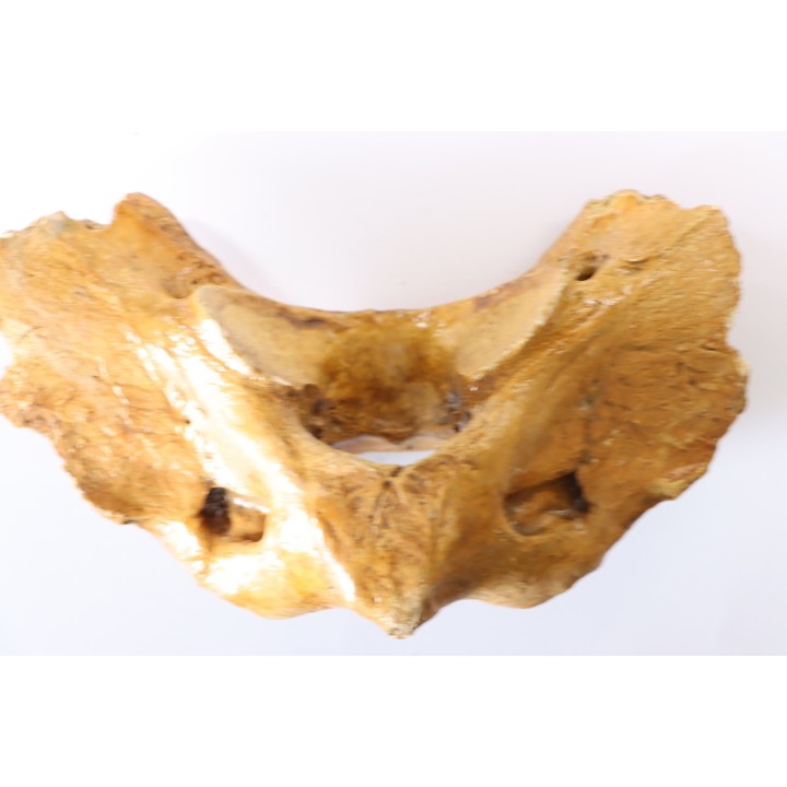 VERTEBRE D' OURS DES CAVERNES - Ursus spelaeus - Pléistocène d'Europe