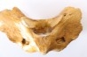 VERTEBRE D' OURS DES CAVERNES - Ursus spelaeus - Pléistocène d'Europe