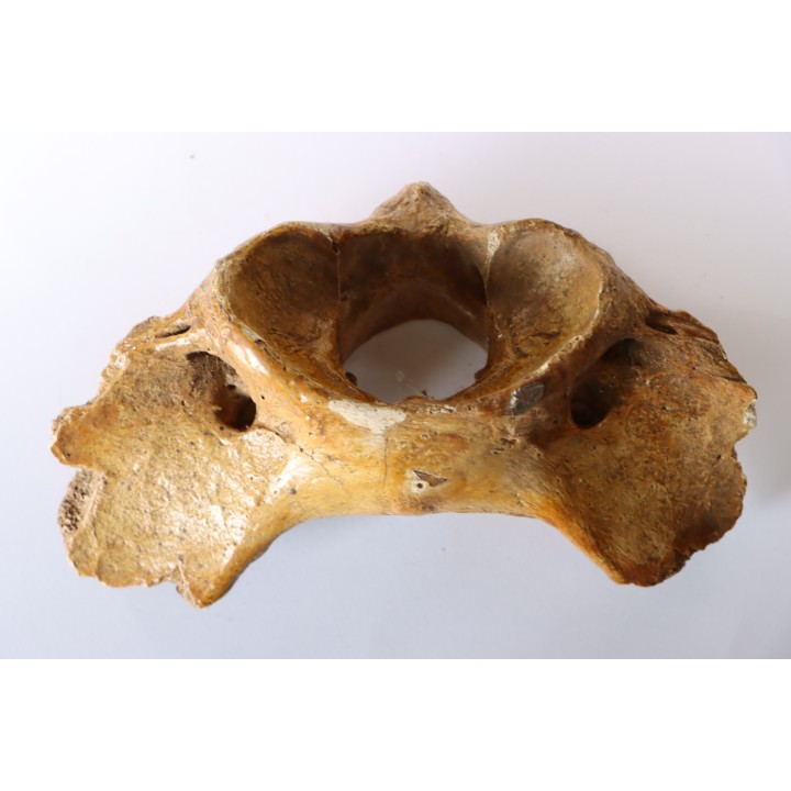 CAVERN BEAR VERTEBRA - Ursus spelaeus - Pléistocène  from  Europe.