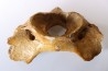 VERTEBRE D' OURS DES CAVERNES - Ursus spelaeus - Pléistocène d'Europe