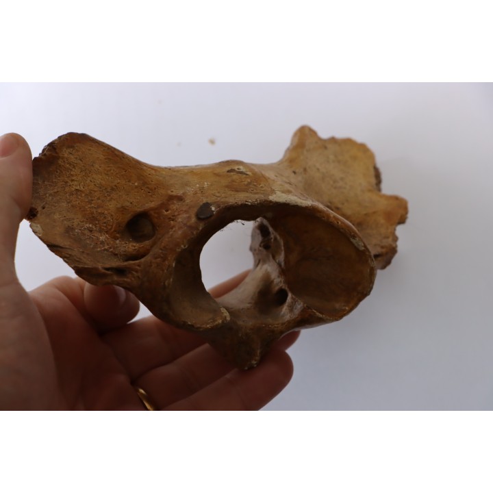 CAVERN BEAR VERTEBRA - Ursus spelaeus - Pléistocène  from  Europe.