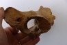 VERTEBRE D' OURS DES CAVERNES - Ursus spelaeus - Pléistocène d'Europe