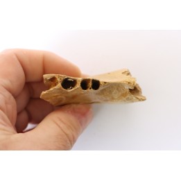 MACHOIRE D' OURS DES CAVERNES - Ursus spelaeus - Pléistocène d'Europe