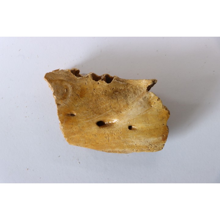 CAVERN BEAR JAW - Ursus spelaeus - Pléistocène  from  Europe.