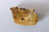 CAVERN BEAR JAW - Ursus spelaeus - Pléistocène from Europe.