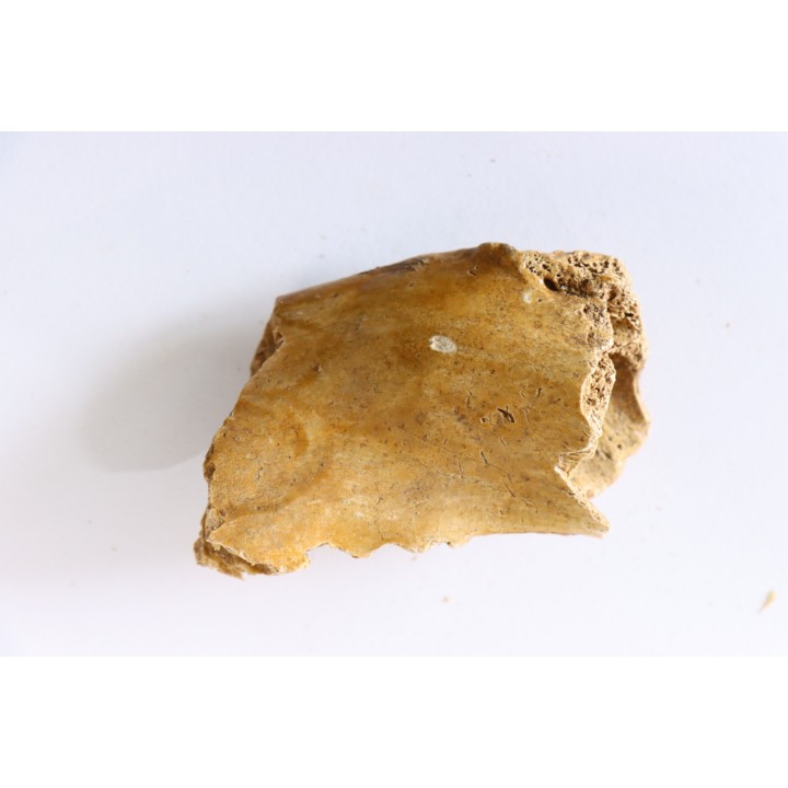CAVERN BEAR JAW - Ursus spelaeus - Pléistocène  from  Europe.