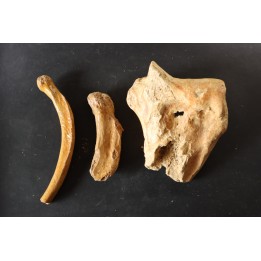 CAVERN BEAR BONES - Ursus spelaeus - Pléistocène  from  Europe.