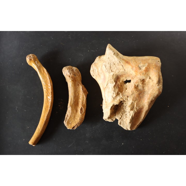 OS D' OURS DES CAVERNES - Ursus spelaeus - Pléistocène d'Europe