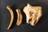 OS D' OURS DES CAVERNES - Ursus spelaeus - Pléistocène d'Europe
