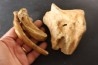 OS D' OURS DES CAVERNES - Ursus spelaeus - Pléistocène d'Europe
