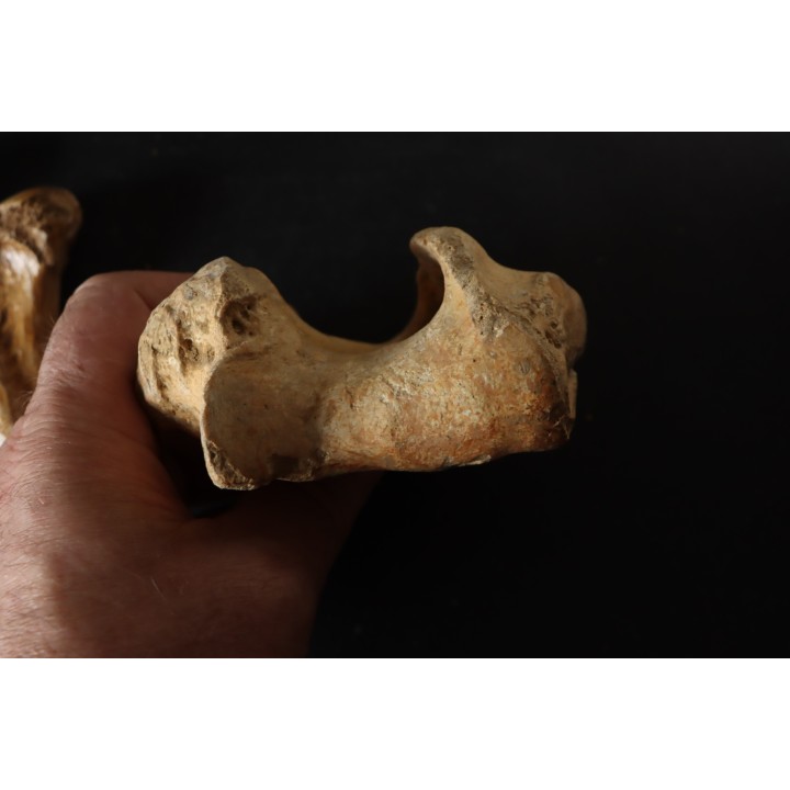CAVERN BEAR BONES - Ursus spelaeus - Pléistocène  from  Europe.
