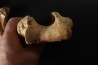 OS D' OURS DES CAVERNES - Ursus spelaeus - Pléistocène d'Europe