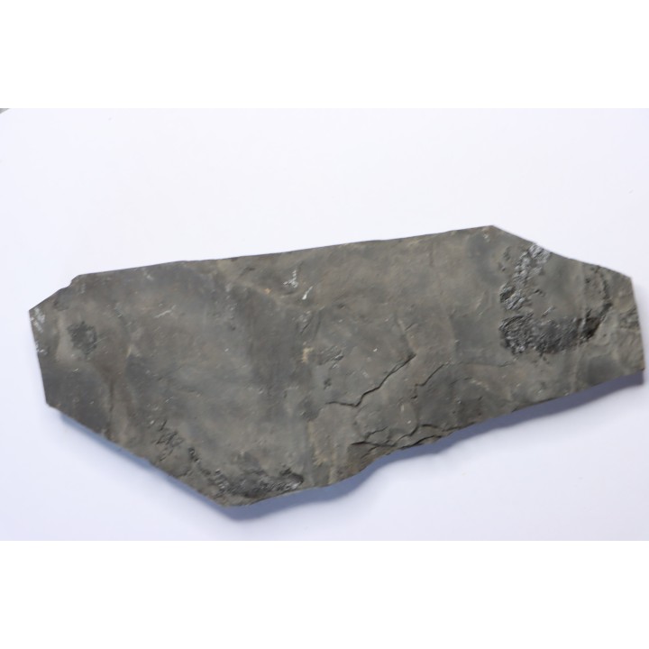branchiosaure (protriton) petrolei - Autunien - Autun, FRANCE