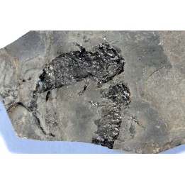 branchiosaure (protriton) petrolei - Autunian - Autun, France