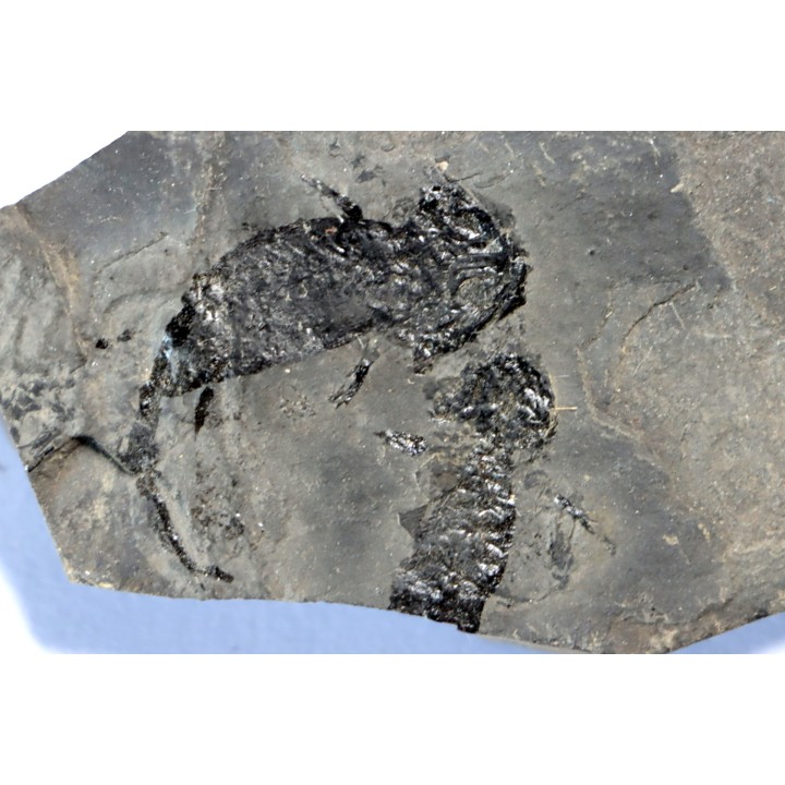 branchiosaure (protriton) petrolei - Autunian - Autun, France