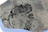branchiosaure (protriton) petrolei - Autunien - Autun, FRANCE