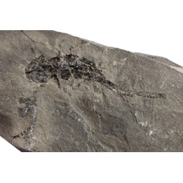 branchiosaure (protriton) petrolei - Autunien - Autun, FRANCE