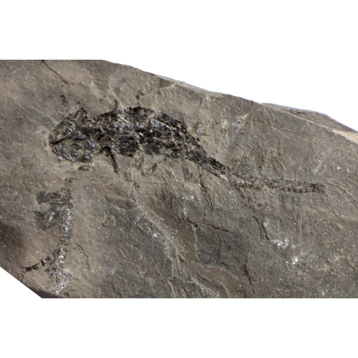 branchiosaure (protriton) petrolei - Autunian - Autun, France