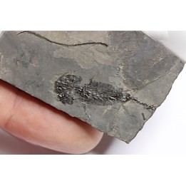 branchiosaure (protriton) petrolei - Autunien - Autun, FRANCE