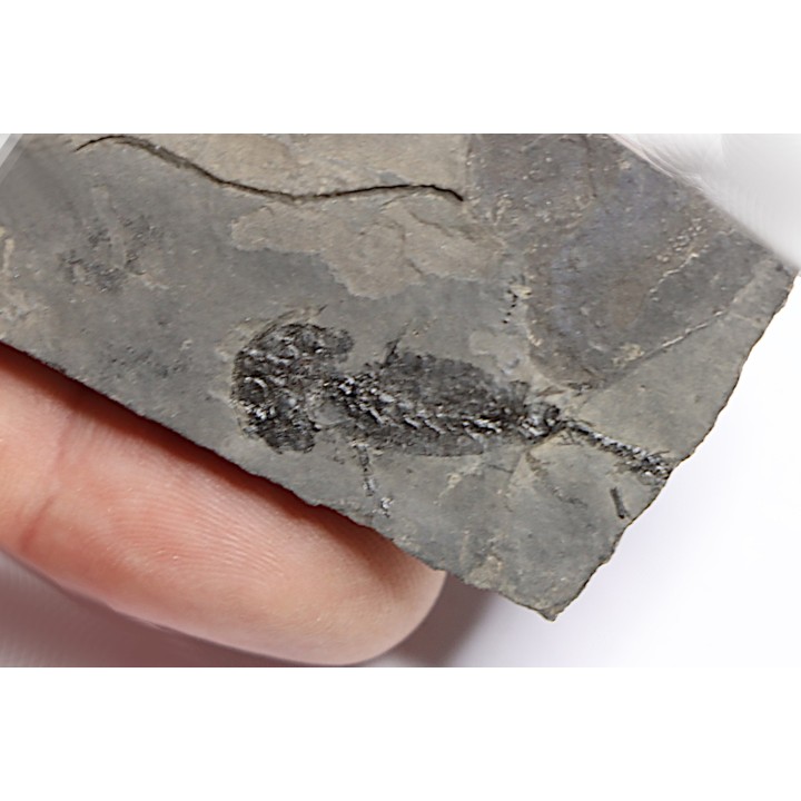 branchiosaure (protriton) petrolei - Autunien - Autun, FRANCE