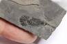 branchiosaure (protriton) petrolei - Autunien - Autun, FRANCE