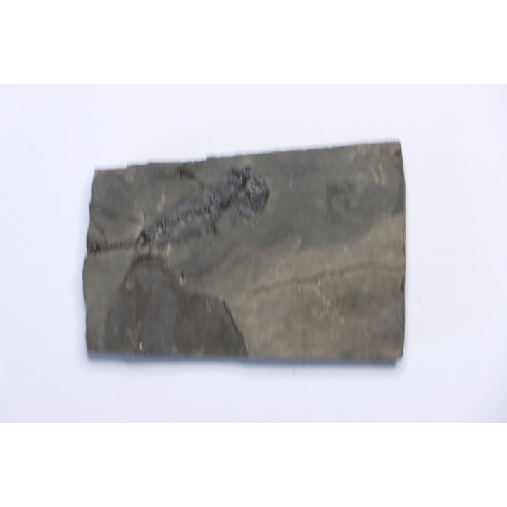 branchiosaure (protriton) petrolei - Autunien - Autun, FRANCE
