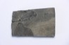 branchiosaure (protriton) petrolei - Autunien - Autun, FRANCE