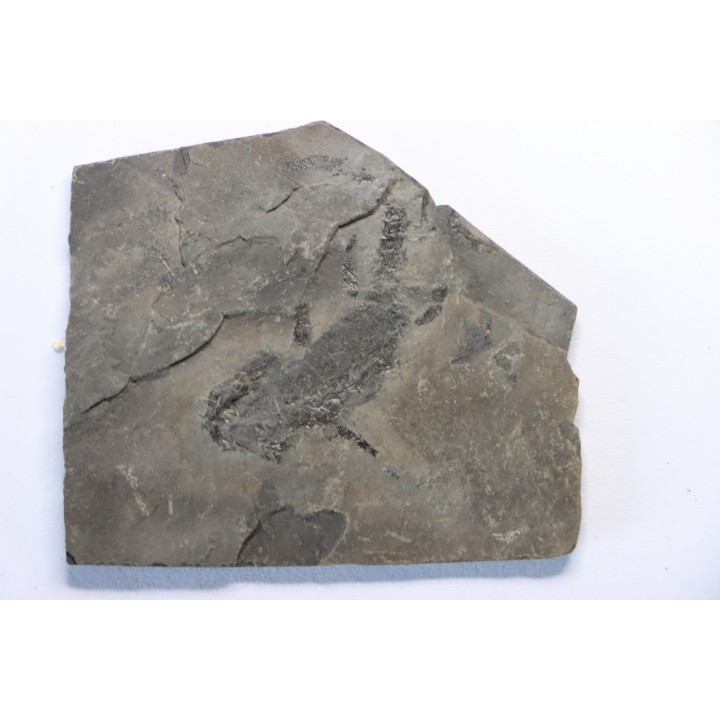 branchiosaure (protriton) petrolei - Autunian - Autun, France