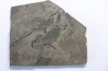 branchiosaure (protriton) petrolei - Autunian - Autun, France