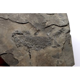 branchiosaure (protriton) petrolei - Autunian - Autun, France