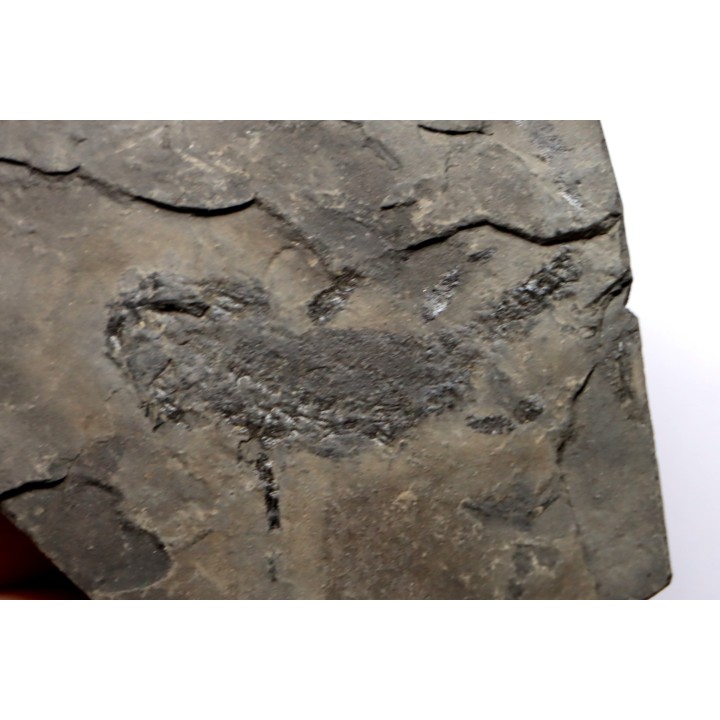 branchiosaure (protriton) petrolei - Autunien - Autun, FRANCE