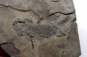 branchiosaure (protriton) petrolei - Autunien - Autun, FRANCE