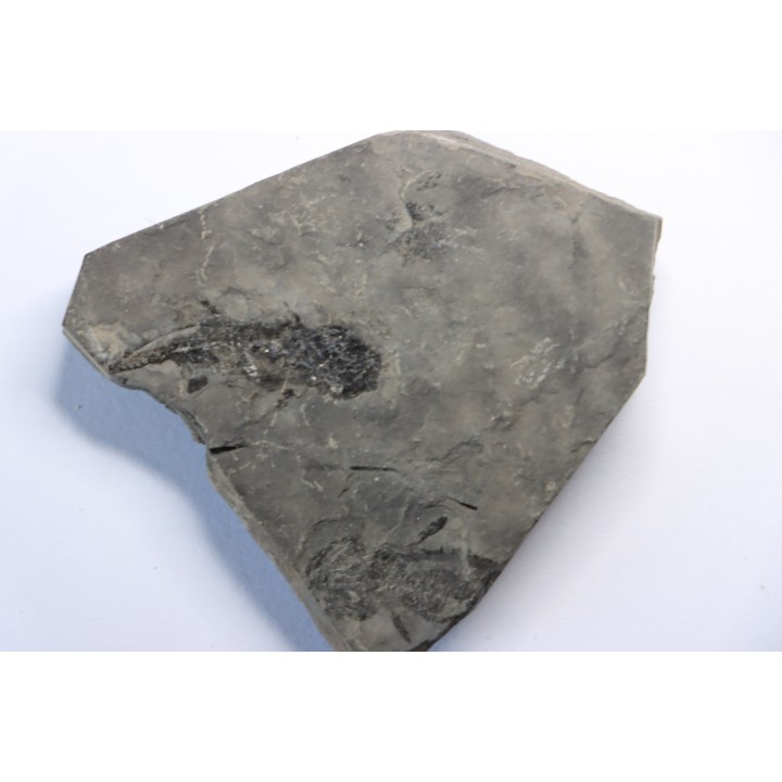 branchiosaure (protriton) petrolei - Autunian - Autun, France