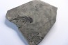 branchiosaure (protriton) petrolei - Autunien - Autun, FRANCE