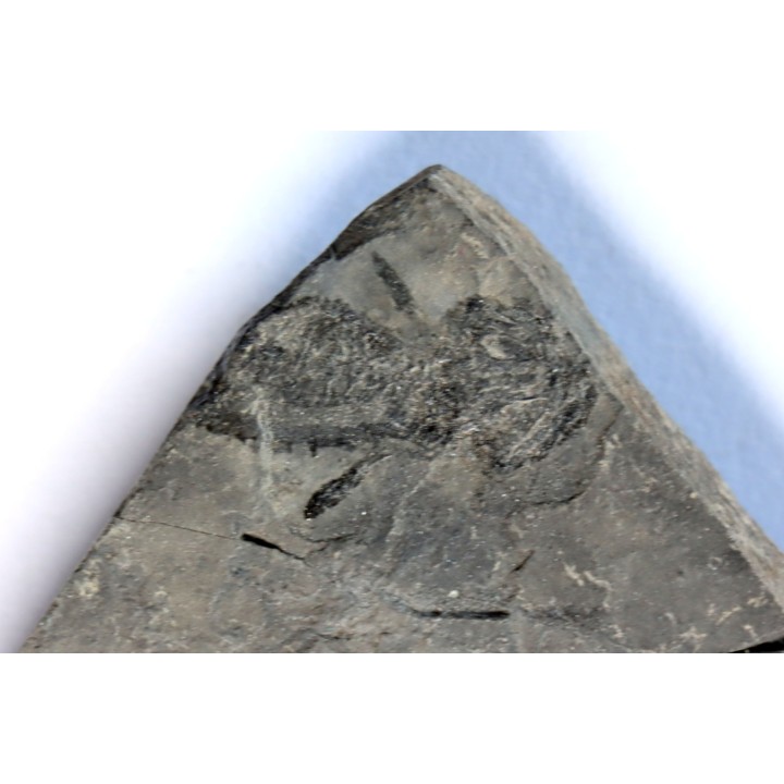 branchiosaure (protriton) petrolei - Autunian - Autun, France