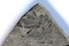 branchiosaure (protriton) petrolei - Autunien - Autun, FRANCE