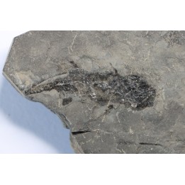 branchiosaure (protriton) petrolei - Autunian - Autun, France