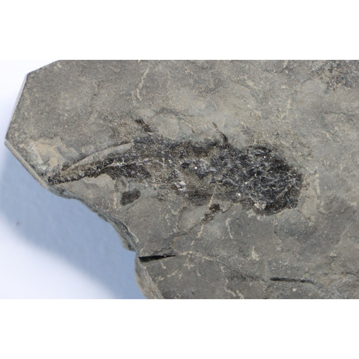 branchiosaure (protriton) petrolei - Autunian - Autun, France