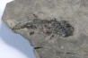 branchiosaure (protriton) petrolei - Autunien - Autun, FRANCE