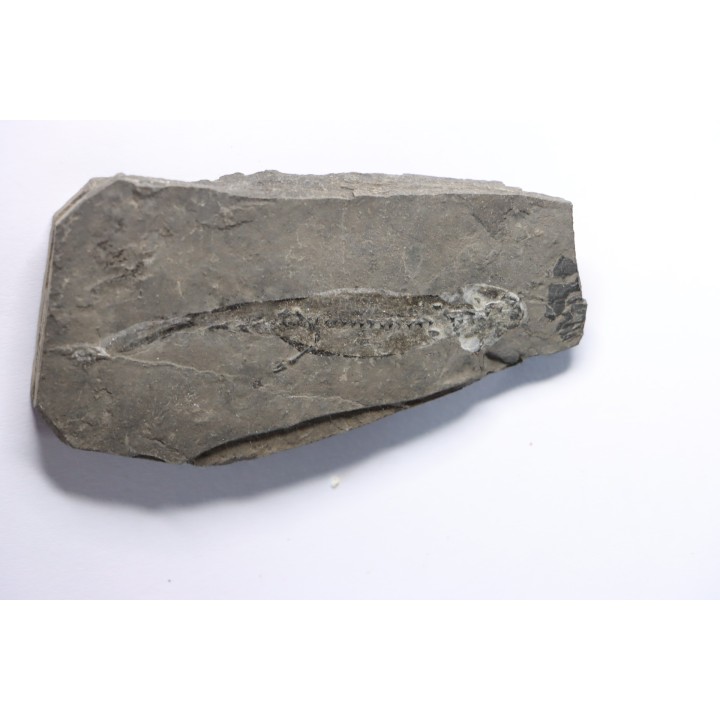 branchiosaure (protriton) petrolei - Autunien - Autun, FRANCE